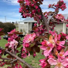 White Croft Cottage, hotel em Ross