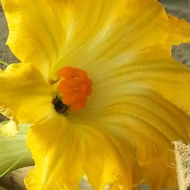 Agriturismo Fioredizucca, hotel i Albenga