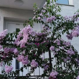 Apartman Perunika, hotel in Selce