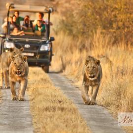 Morokolo Safari Lodge Self-catering, viešbutis mieste Pilanesberg
