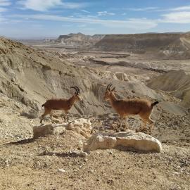 Glezant, hotell i Mitzpe Ramon
