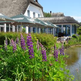 Landhotel Kastanienallee Putbus，普特布斯的飯店
