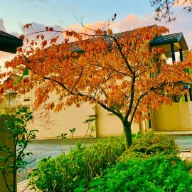 Falls Mountain Retreat Blue Mountains, hotel in Wentworth Falls