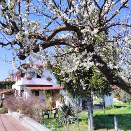 Il Ciliegio Holiday Apartment With Garden