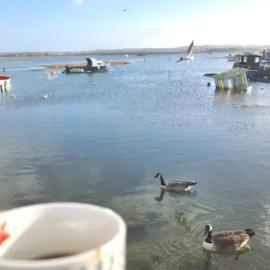 Holes Bay Nature Reserve, Poole, right next to the Water, hotel v destinaci Hamworthy