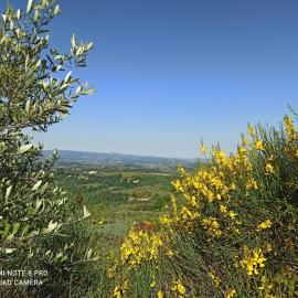 Poggio dei Carli، فندق في Marcialla