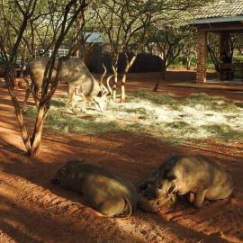 462 Bosbok Chalets, hotel sa Marloth Park