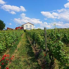 Weinbergshof Rickel، فندق في كيتسينغن