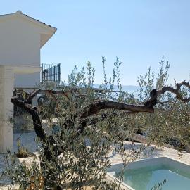 Olive Stone House
