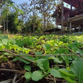 ณ ไร่ขวัญน่าน ฟาร์มสเตย์, Hotel in Ban Hai
