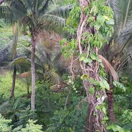 Hill Bottom Accommodation, Namadi, hotel u gradu 'Suva'