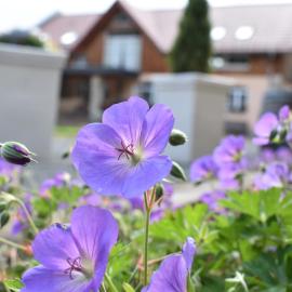 Steffis - Hof