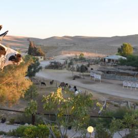 Alpaca Farm - חוות האלפקות, Hotel in Mitzpe Ramon