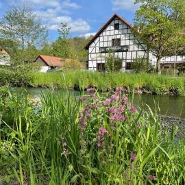 Dillstädt में, होटल Hotel Der Distelhof - ihr Land- und Tagungshotel zwischen Rennsteig, Rhön & Werratal