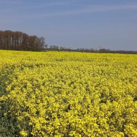 Ferienhof mit Bergblick