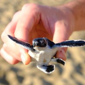 Java Turtle Lodge Meru Betiri, khách sạn ở Banyuwangi