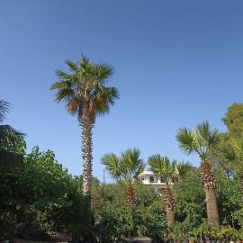 palm-tree, hotel v destinácii Arkoudi