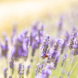Agriturismo La Valle della Lavanda - Podere Mezzastrada, hotel sa Fauglia
