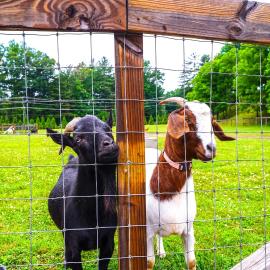 Pisgah Forest Farm Home: Outdoor Pool & Games, Hotel in Pisgah Forest
