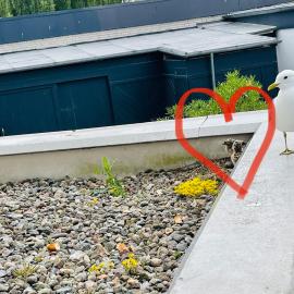 Apartment Mövenkoje für 1-2 Personen mit Pool, hotel em Dahme