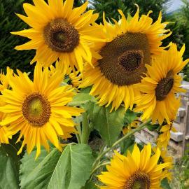 I girasoli، فندق في سانزينو