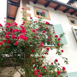 Aria Apartments, hotel di Kojsko