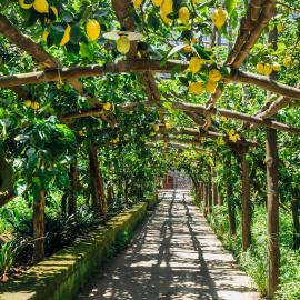 Agriturismo Il Giardino di Vigliano, hotel a Massa Lubrense