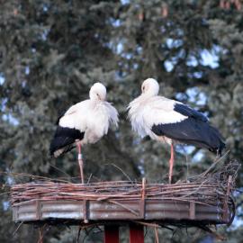 Ferienwohnung am Storchennest in Burkau