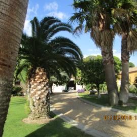 les palmiers