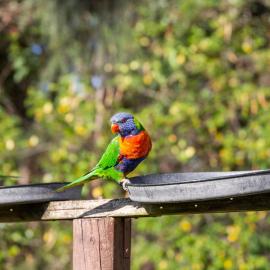 Lorikeet Holiday Park, hotel en Arrawarra