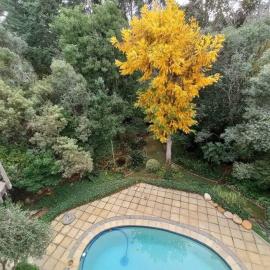Pecan Tree Forest Studio B with Private Terrace