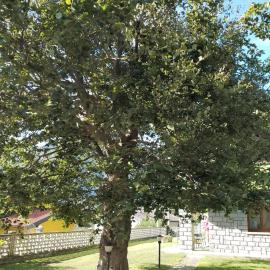 Il Faggio, hotel a Beura