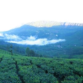 The Nirvana Resort Munnar