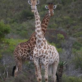 Garden Route Safari Camp，摩賽灣的飯店