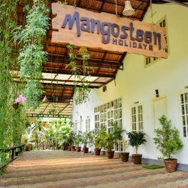 mangosteen holidays