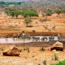 Tsavo में, होटल Kilaguni Serena Safari Lodge