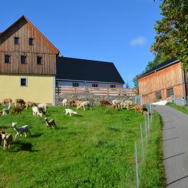 Ferienhaus Alpaka Glück