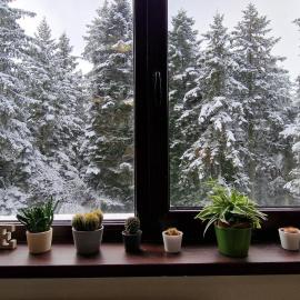 Pine Tree Apartment / Borovets Gardens