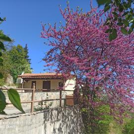ForestRock Studio FOR SALE TOO, מלון בספארטי