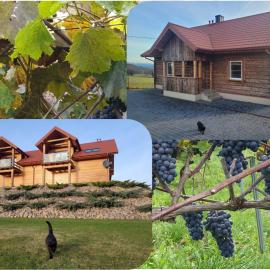 Fantastic View Vineyard Beskid Mountains