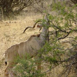Desert Game Farm & Tented Lodge, Khomashochland, En Route to Sossusvlei, hotel em Pionierspark