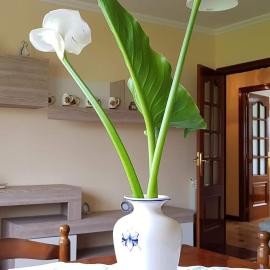 Apartamento A Pampillosa โรงแรมในFazouro