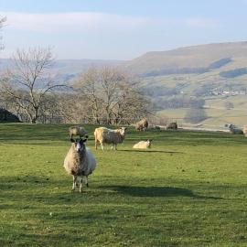 Quarry Cottage near Hawes, Yorkshire Dales, Pet free, hotel in Hawes