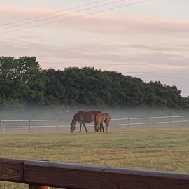 The Paddocks - Spacious annexe with rural outlook., hotell i Wareham