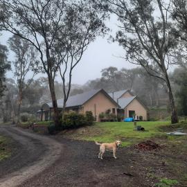 Frogmouth Hollow