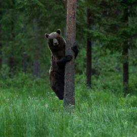 Bear Watching Hide of Alutaguse, ξενοδοχείο σε Palasi