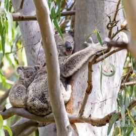 A quiet unit overlooking a reserve, hotelli kohteessa Petrie