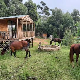 Diamond Vault Rustic Mountain Cabins，霍格斯巴克的飯店