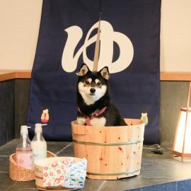 Yururi Nishiizu, hotel v destinaci Izu