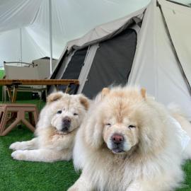 iGo Glamz 爱狗露营 Pet Friendly Glamping, hotel u gradu Genting Hajlends